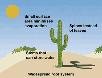 adaptation of cactus